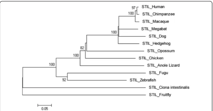 Figure 9 Neighbor Joining (NJ) tree for Human STIL using MEGA5, numbers on branches representbootstrap values (based on 1000 replications).