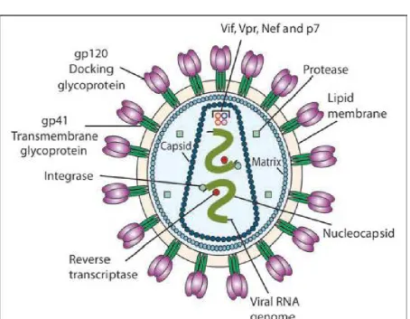 Figure 1: HIV Morphology 