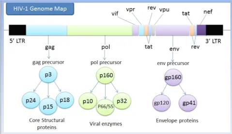 Figure 2 .  HIV – 1  genome 