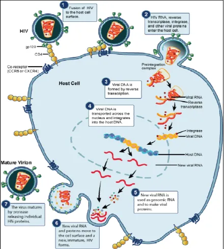 Figure 4 .  HIV Replication cycle 