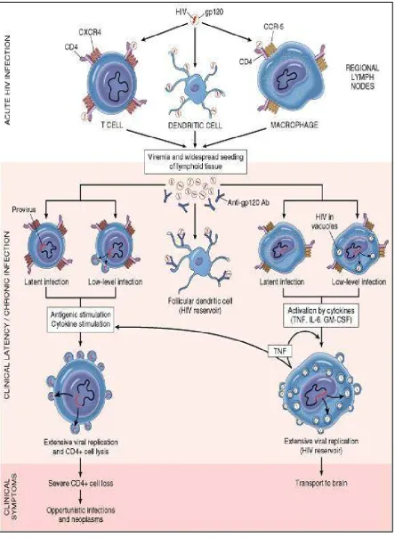 Figure 5. HIV Pathogenesis 