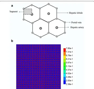 Figure 1 (a) Schematic diagram of a cross section of hepatic parenchyma consisting of hexagonallattice (segmented area)
