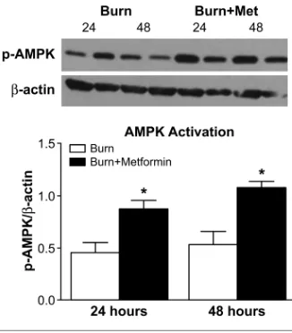 Figure 1. Metformin-activated hepaticAMPK after burn. Top panel: Western blotof p-AMPK and β-actin
