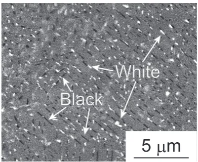 Fig. 11　SEM/BSE image of the alloy aged at 1073 K for 86.4 ks.