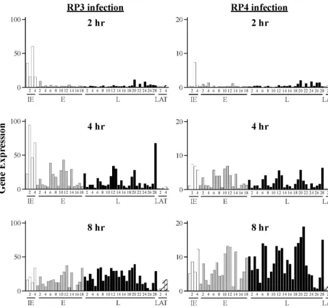 FIG. 3. Gene expression levels during infection with RP3 or RP4. Microarray chips were hybridized with probes prepared from RNA harvestedfrom HeLa cells infected with RP3 or RP4 at 2, 4, or 8 hpi