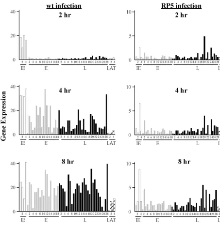 FIG. 1. Gene expression levels during infection with wt (RP5R) or VP16 activation domain-deﬁcient (RP5) isolates of HSV-1