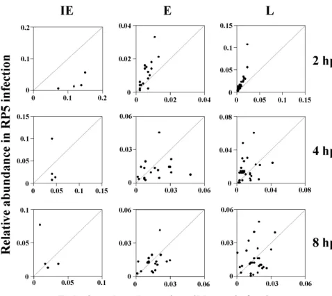 FIG. 2. Correlation of transcript abundances between expression levels of RP5R (wt) and RP5 at 2, 4, and 8 hpi