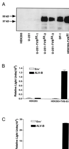 TABLE 1. Luciferase activity and p24 levels of HIV-1-vector-pseudotyped particles with different envelope proteins