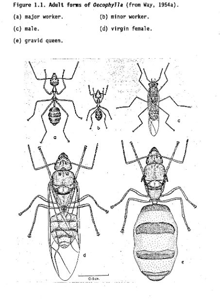 Figure 1.1. Adult forms of Oecophylla (from Way, 1954a). 