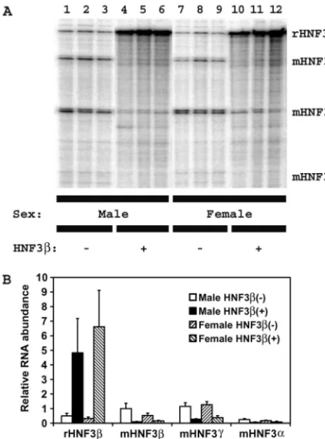 FIG. 2. RNA (Northern) ﬁlter hybridization analysis of HBV tran-scripts in the livers of HBV transgenic mice