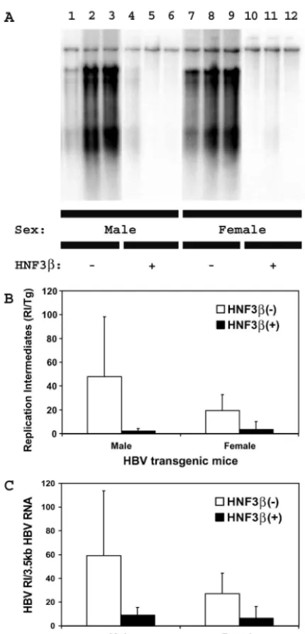 FIG. 3. DNA (Southern) ﬁlter hybridization analysis of HBV DNAreplication intermediates in the livers of HBV transgenic mice.