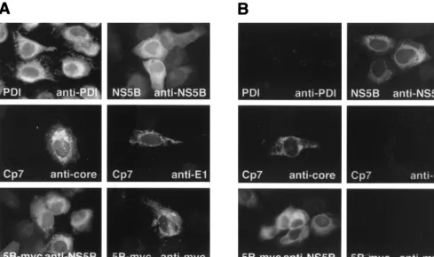 FIG. 2. Selective permeabilization experiments. U-2 OS cells were transiently transfected with pCMVNS5Bcon (NS5B) or pCMVNS5Bcon-myc (5B-myc)