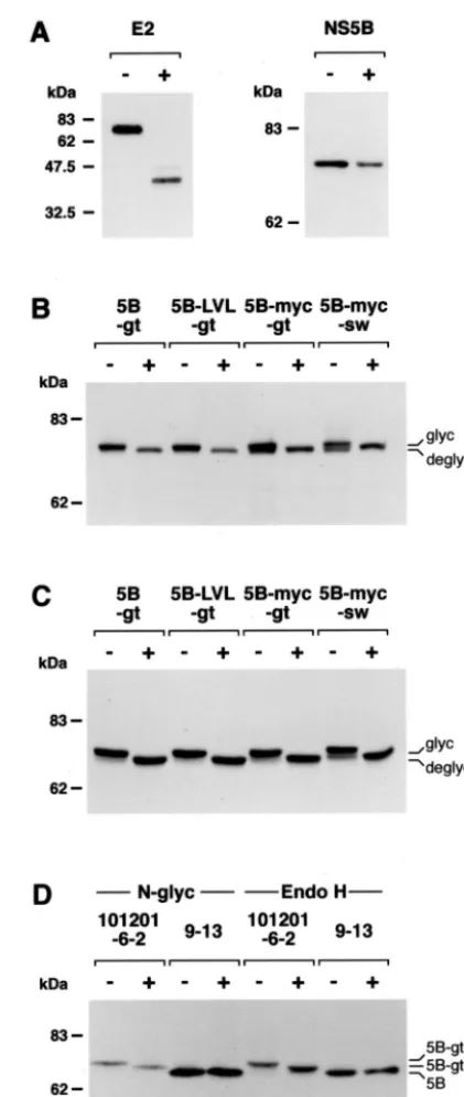 FIG. 3. Glycosylation mapping. U-2 OS cells were transiently trans-fected with pCMVNS5Bcon (NS5B), pCMVNS5Bcon-gt (5B-gt),