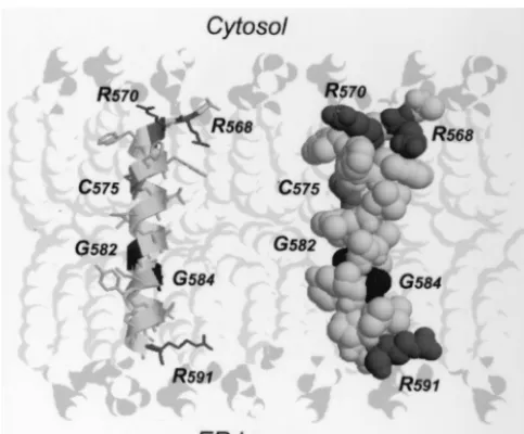 FIG. 4. Theoretical three-dimensional model of the HCV NS5Bmembrane insertion sequence