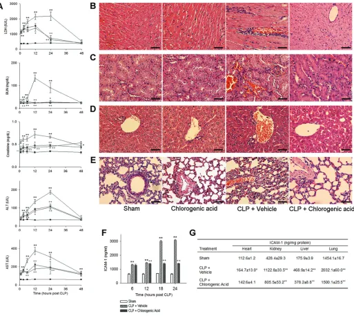 Figure 3. Chlorogenic acid protected against CLP-induced organ injury. Assessment of serum enzyme activities and histological analysis