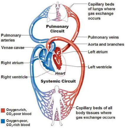 Figure 1.1 Cardiovascular System 