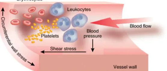 Figure 1.8 Forces exerted by blood flow on an arterial wall 