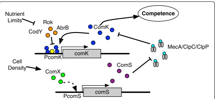 Figure 1 Competence gene regulatory network.competence genes. ComK expression is regulated pre-transcription by repressor proteins and regulatedpost-translation by degradation by the MecA/ClpC/ClpP protease complex, where ComS competes withComK to bind to 