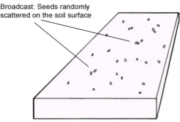 Figure 4: The ‘broadcast’ planting pattern 