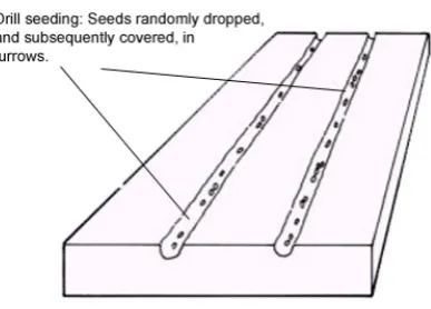 Figure 7: The ‘hill drop’ planting pattern 