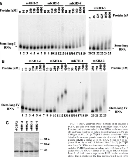 FIG. 7. RNA electrophoretic mobility shift analysis of mutatedPCBP2 proteins with stem-loop I and stem-loop IV RNA sequences.
