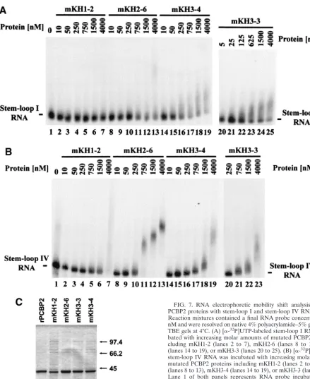 FIG. 7. RNA electrophoretic mobility shift analysis of mutatedPCBP2 proteins with stem-loop I and stem-loop IV RNA sequences.