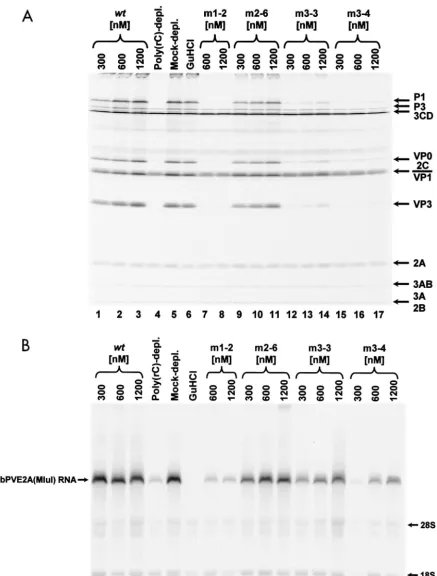 FIG. 8. Differential rescue of PV translation and RNA replication by mutated PCBP2 proteins