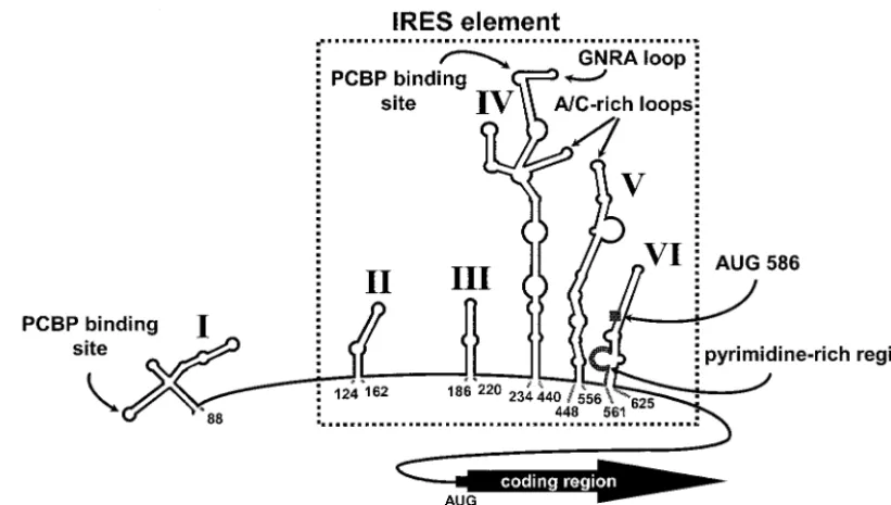 FIG. 1. Predicted RNA secondary structure of the PV 5 NCR. The RNA conformation is based upon computer prediction that is supportedmajor stem-loop of the PV IRES element (stem-loop IV), are indicated in roman numerals