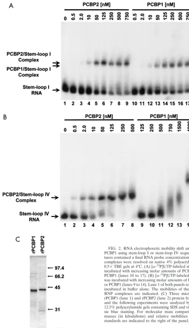 FIG. 2. RNA electrophoretic mobility shift analysis of PCBP2 andPCBP1 using stem-loop I or stem-loop IV sequences
