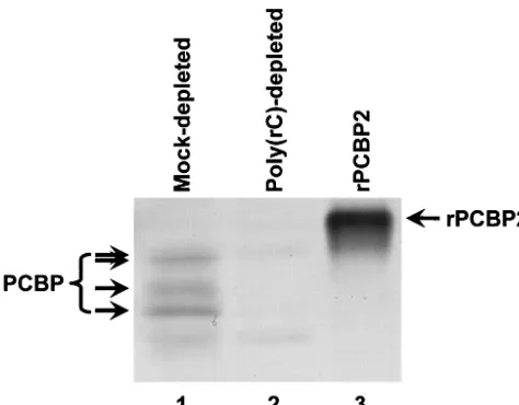 FIG. 3. Depletion of endogenous PCBP from HeLa S10 extracts bypoly(rC) afﬁnity chromatography