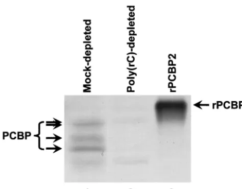FIG. 3. Depletion of endogenous PCBP from HeLa S10 extracts bypoly(rC) afﬁnity chromatography