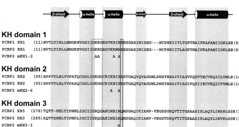 TABLE 1. Effects of the addition of rPCBP1 and rPCBP2 onPV RNA replication and PV IRES-mediated translation inPCBP-depleted extracts
