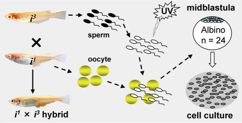 Fig. 2. Procedures for medaka haploid ES cell derivation. UV-irradiation destroys the genetic material of sperm without compromising their ability to trigger egg activation for haploid gynogenesis