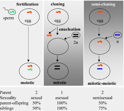 Fig. 3. Reproductive technologies. (Top) Schematic illustration of fertilization, classical cloning and semi-cloning