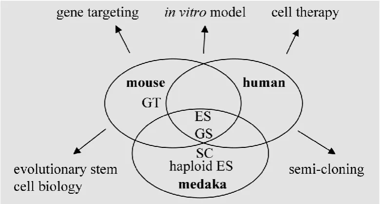 Fig. 4. Stem cells and stem cell technology in human and model organisms. ES, embryonic stem cells; GS, germ stem cells; haploid ES, haploid ES cells; GT, gene targeting; SC, semi-cloning