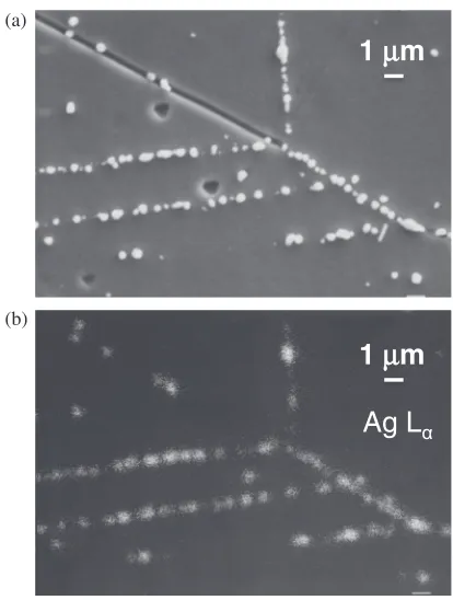 Fig. 5(a) AFM image of the Ag decorated surface of the deformed CTspecimen of SUS304 steel