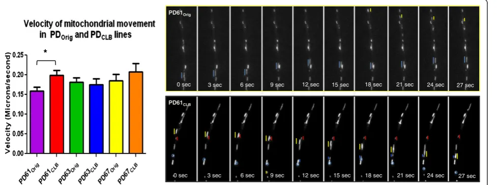 Figure 4 Mitochondrial movement in differentiated in PDOrig and PDCLB cell lines. The graph shows the velocity of mitochondrialmovement in processes of differentiated PD61Orig (n=4 cultures, 73 processes), PD61CLB (n=4 cultures, 94 processes), PD67Orig (n=