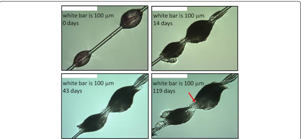Figure 1 Large binder droplets at different times in the dissolution process. Optical micrographs of two large binder droplets from sample2 at four different times in the dissolution process showing changes in morphology as the dissolution proceeds