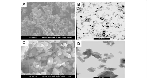Figure 1 SEM and TEM of TiO2 and ZnO nanoparticles. SEM (A) and TEM (B) images of TiO2 nanoparticles show spherical shape