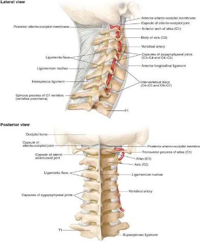 Fig 2 Anatomy of cervical spine 