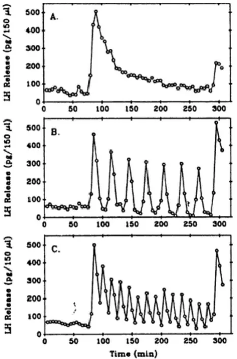 Figure 4Experimental data of Hawes et al.[21]Experimental data of Hawes et al.[21]. Gonadotrophs were treated continuously with lO nM GnRH (Panel A), with 5 minute pulses every 30 minutes (Panel B), or every 15 min-utes (Panel C).