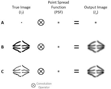 Figure 2-8.  The Effect of the PSF on Images. The true image of an object is shown in the left column, the PSF of the imaging system is shown in the middle column, and the output of the imaging system is shown in the right column