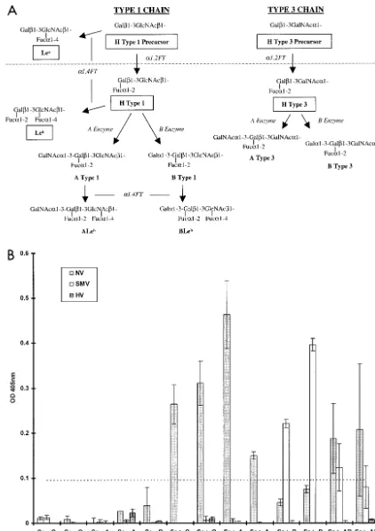 FIG. 2. Binding of NLV VLPs to saliva components from individuals of different blood types and secretor status