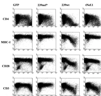FIG. 2. The SIVmac239 tNef.1 protein retains the ability to down-regulate TCR:CD3 cell surface expression