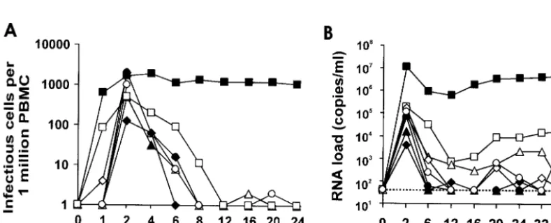 FIG. 3. Infectivity and replication of the SIVmac239 tnef.(A), rhPBMCs (B), and 221 cells in the absence of IL-2 (C) is shown