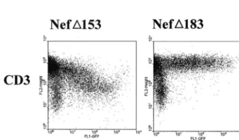 FIG. 5. CD4�memory T cells (B) in the peripheral blood of six animals inoculated with SIVmac239 T-cell counts in macaques infected with SIVmac239 tnef.1 variant