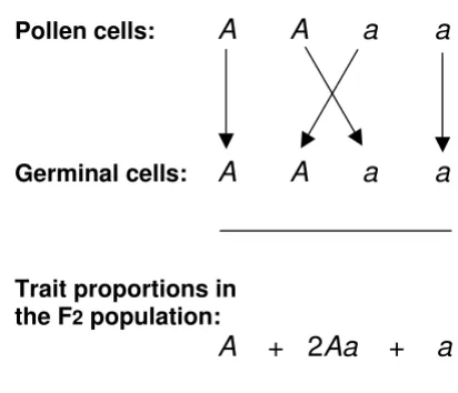 Figure 1F2 population of plants produced by self-fertilisation of his F1 dominant trait (into individual male pollen and female germinal cells, as shown in his diagram