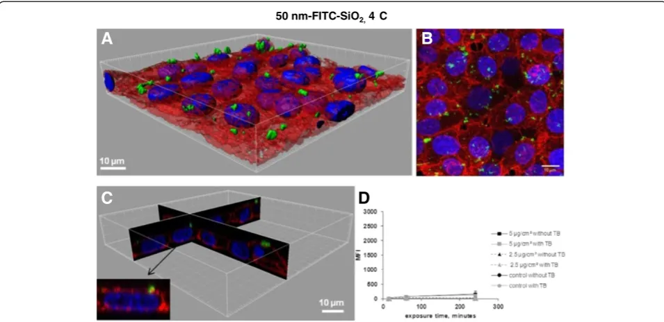 Figure 4 Determination of 50 nm-FITC-SiO2 uptake in NCI-H292 cells by flow cytometry and confocal microscopy