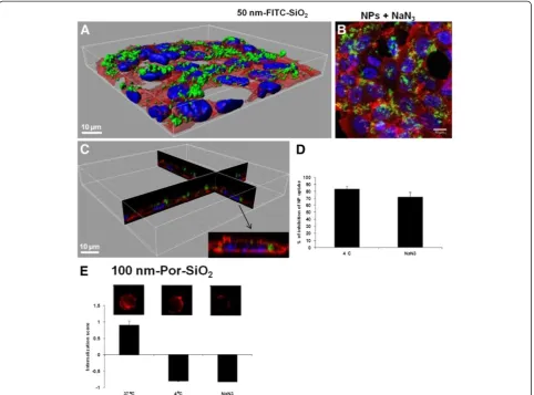 Figure 7 Energy dependence of NP internalization. A. 3D reconstruction of a confocal analysis of cells exposed to NPs and NaN3 for 4 h.Staining of the cells is as follows: Blue - DAPI-stained nuclei, Red – TRITC-phalloidin-stained actin filaments, Green – 