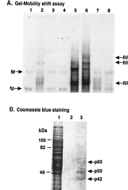FIG. 1. Analysis of WNV 3�(�) SL RNA binding proteins in frac-tions eluted from an agarose-adipic acid hydrazide RNA afﬁnity col-